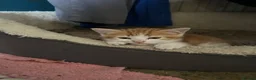 Mixed Breed cats for sale: Adorable farm kittens  - Advert 1
