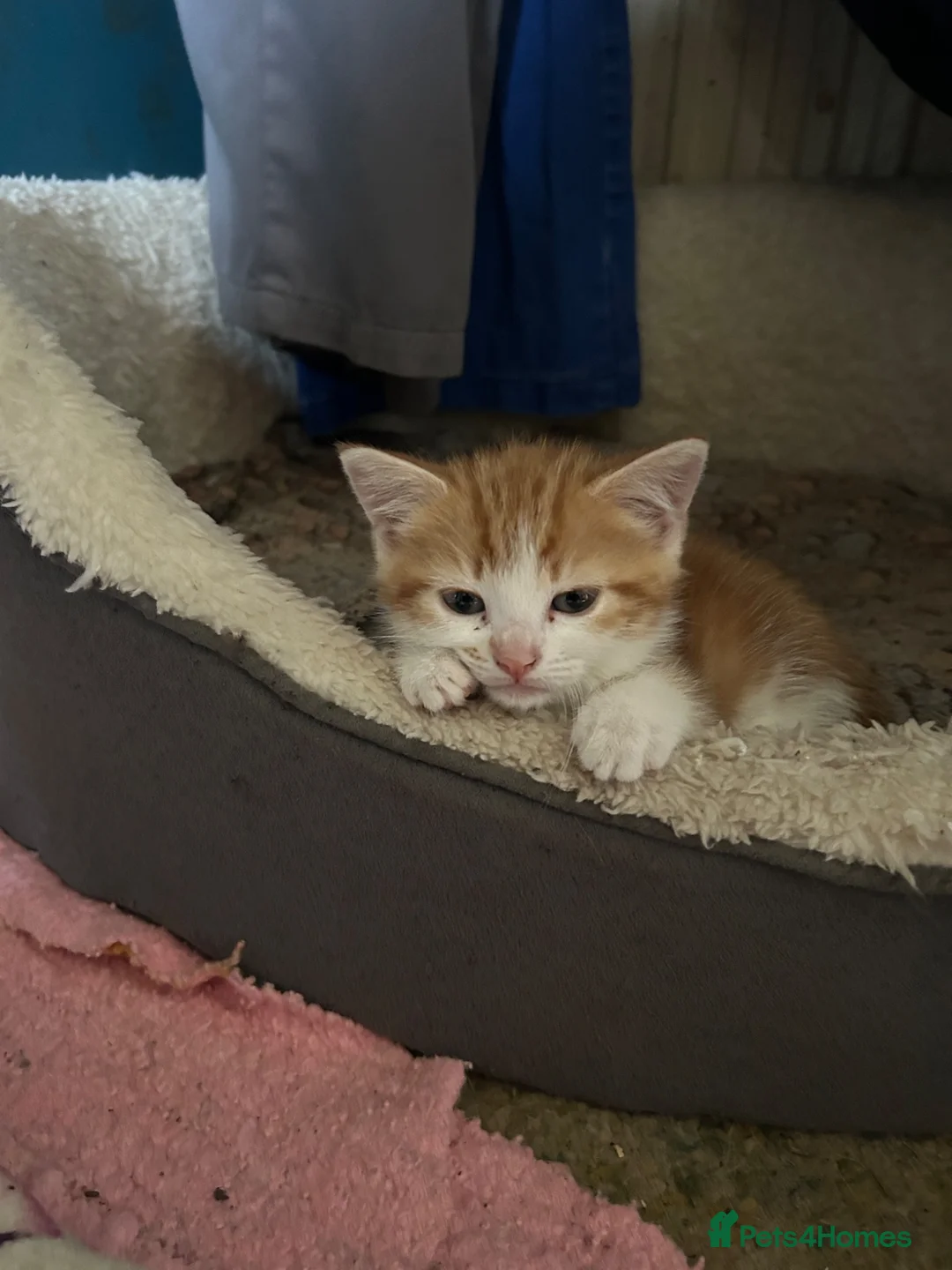 Mixed Breed cats for sale: Adorable farm kittens  - Advert 1