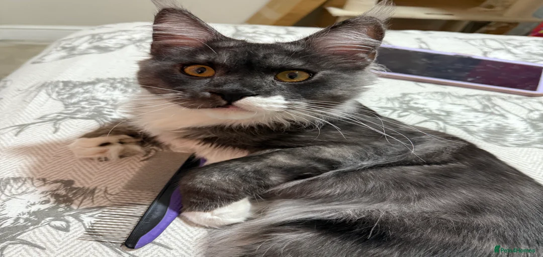 Gallery Image {{count}}