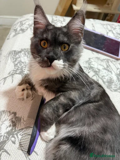 Gallery Image {{count}}