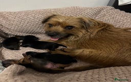 Yorkshire Terrier dogs for sale: Puppies for sale  - Image 2