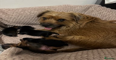Yorkshire Terrier dogs - Advert 6