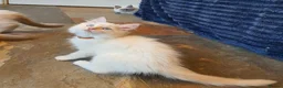 Ragdoll cats for sale: 💖Very Beautiful GCCF Registered Ragdoll Kittens. - Advert 22