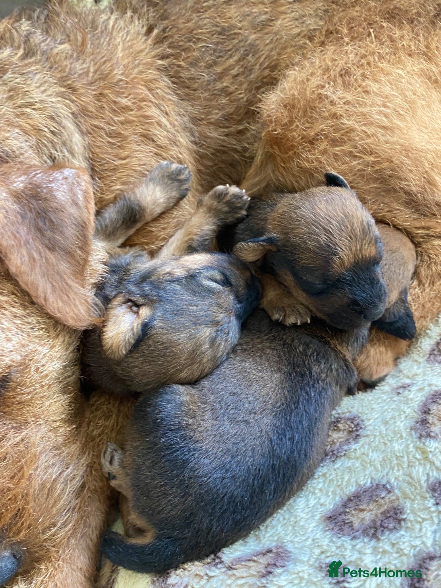 Lakeland Terrier dogs Stunning Lakelands  - Advert 2