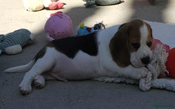 Beagle dogs for sale: Stunning KC Reg Beagle Pups - Ready Now - Image 21