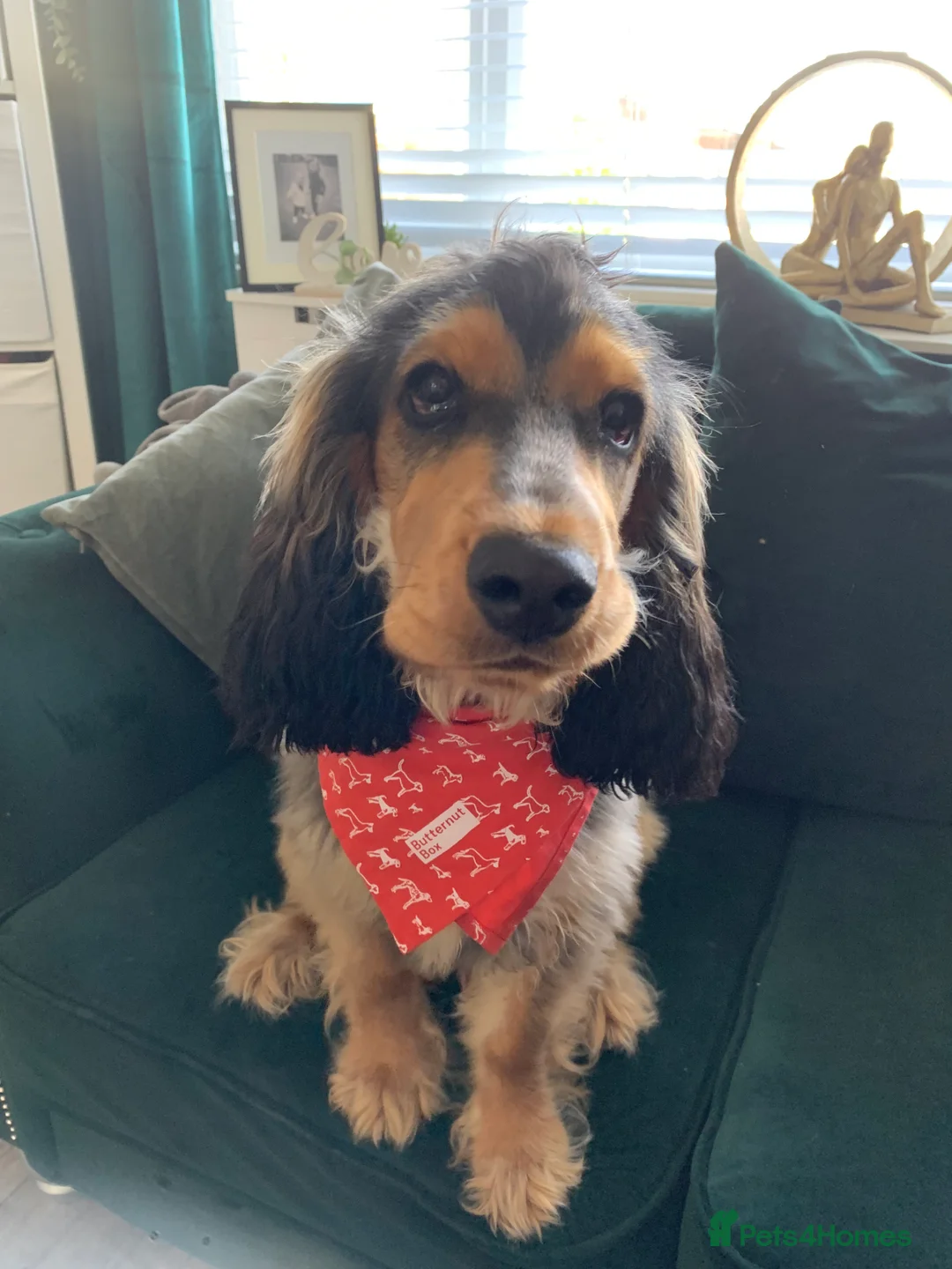 Cocker Spaniel dogs for stud: Cocker Spaniel male for stud - Advert 17