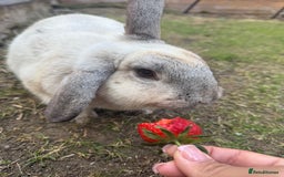Chinchilla rabbits for sale: 2 Rabbits for rehome - Image 1