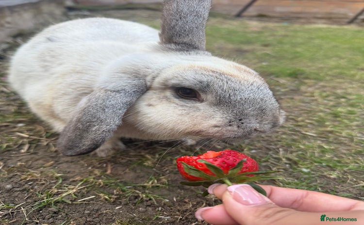 Chinchilla rabbits - Advert 1