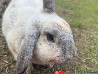 Chinchilla rabbits - Advert 1