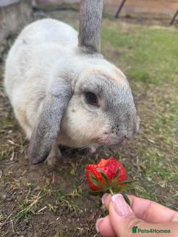 Chinchilla rabbits - Advert 1