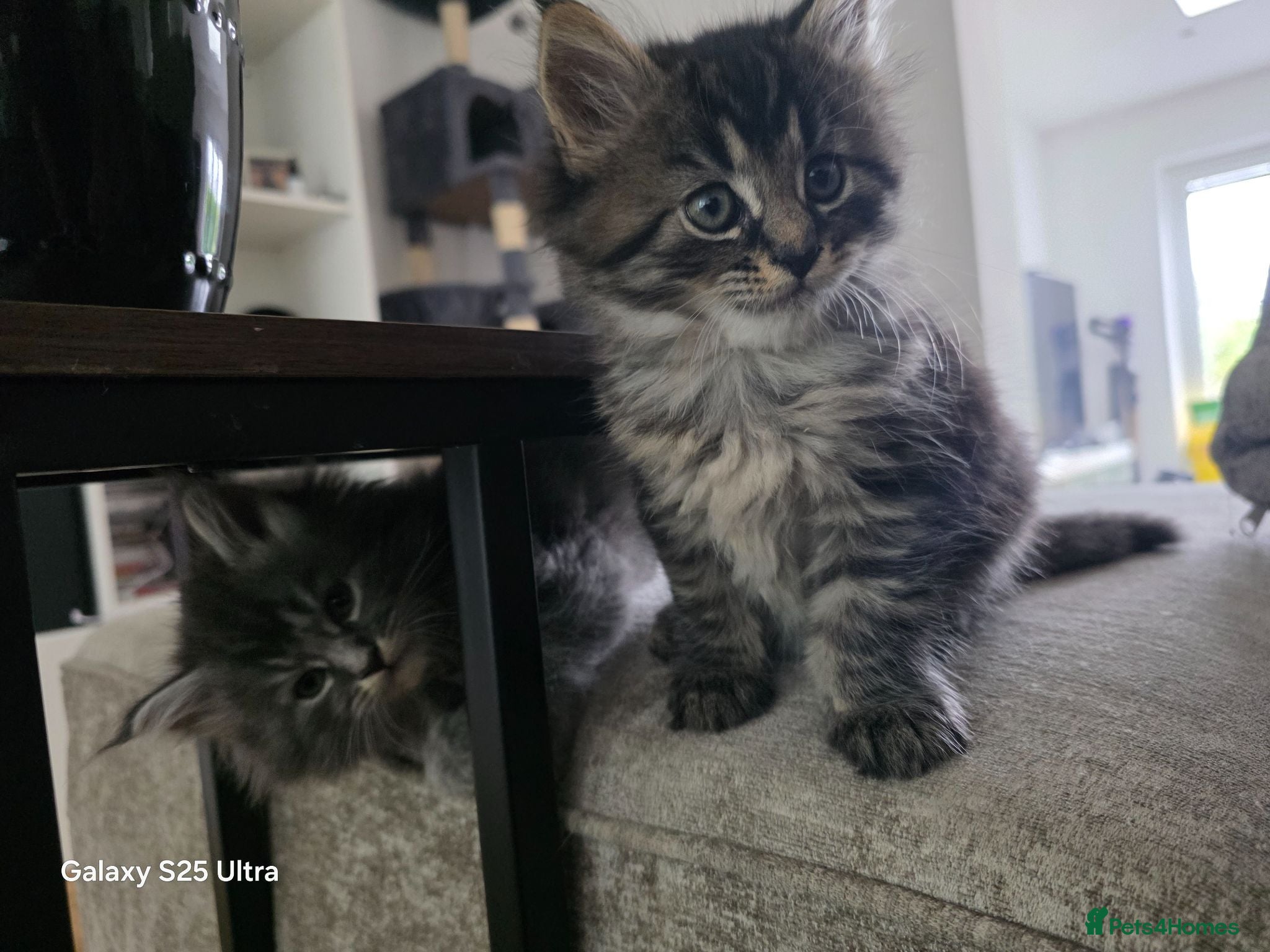 Maine Coon cats Stunning maine coon. Kittens 4 boys 1 girl  - Advert 1