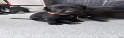 Mixed Breed dogs for sale: Doberdor puppies!!! - Advert 10