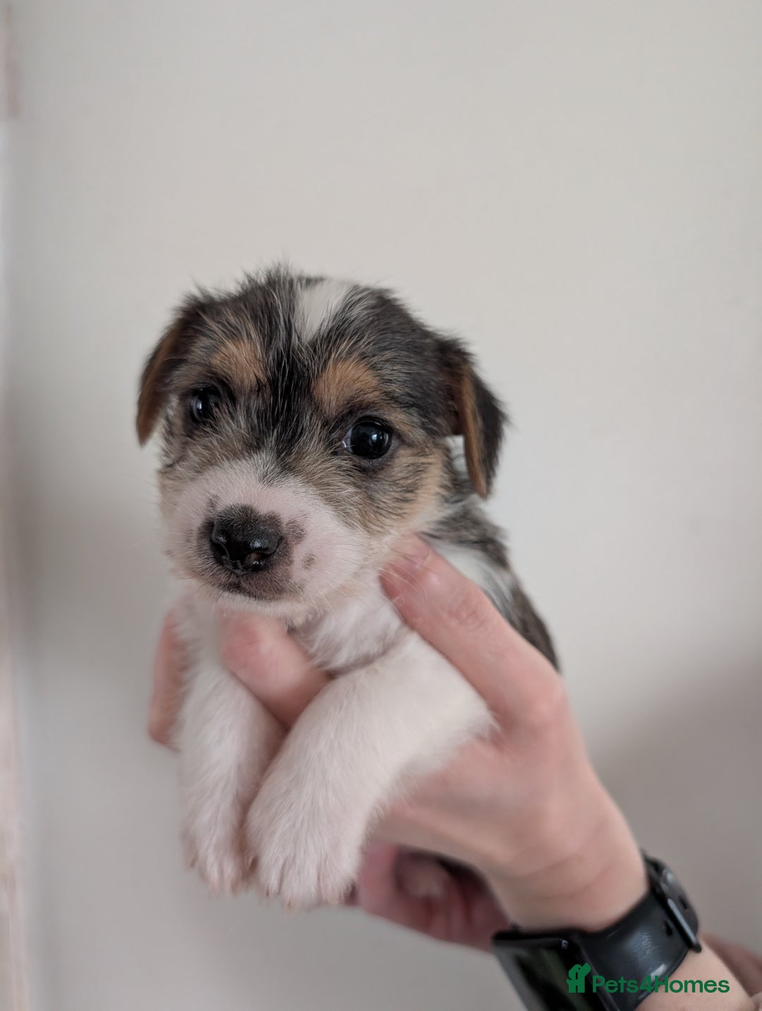 Mixed Breed dogs for sale: Jack Russell Puppies - Advert 3