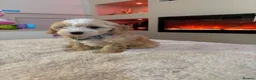 Cavapoo dogs for sale: Gorgeous Cavapoo puppies  - Advert 30