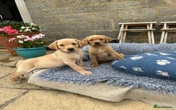 Labrador Retriever dogs for sale: 11 Exceptional Labrador Puppies - Image 11