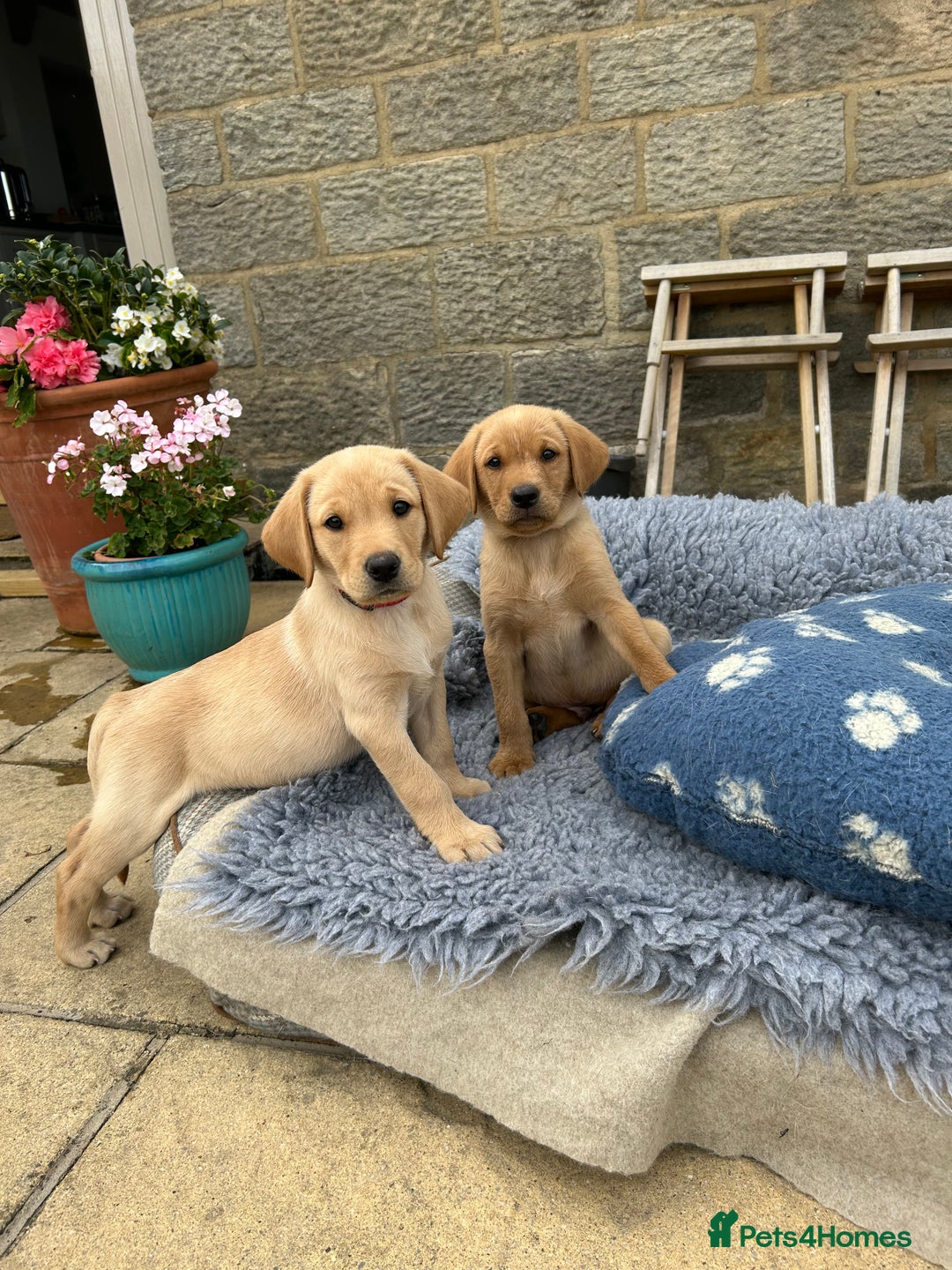 Labrador Retriever dogs for sale: 11 Exceptional Labrador Puppies - Image 11