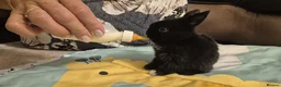Mixed Breed rabbits for sale: They are mix Rex and Dutch  - Advert 7