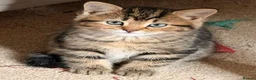 Persian cats for sale: Beautiful Persian Cross Kittens - 4 little ladies - Advert 32
