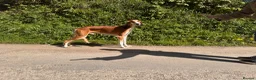 Saluki dogs for stud: Kc saluki male for stud  - Advert 9