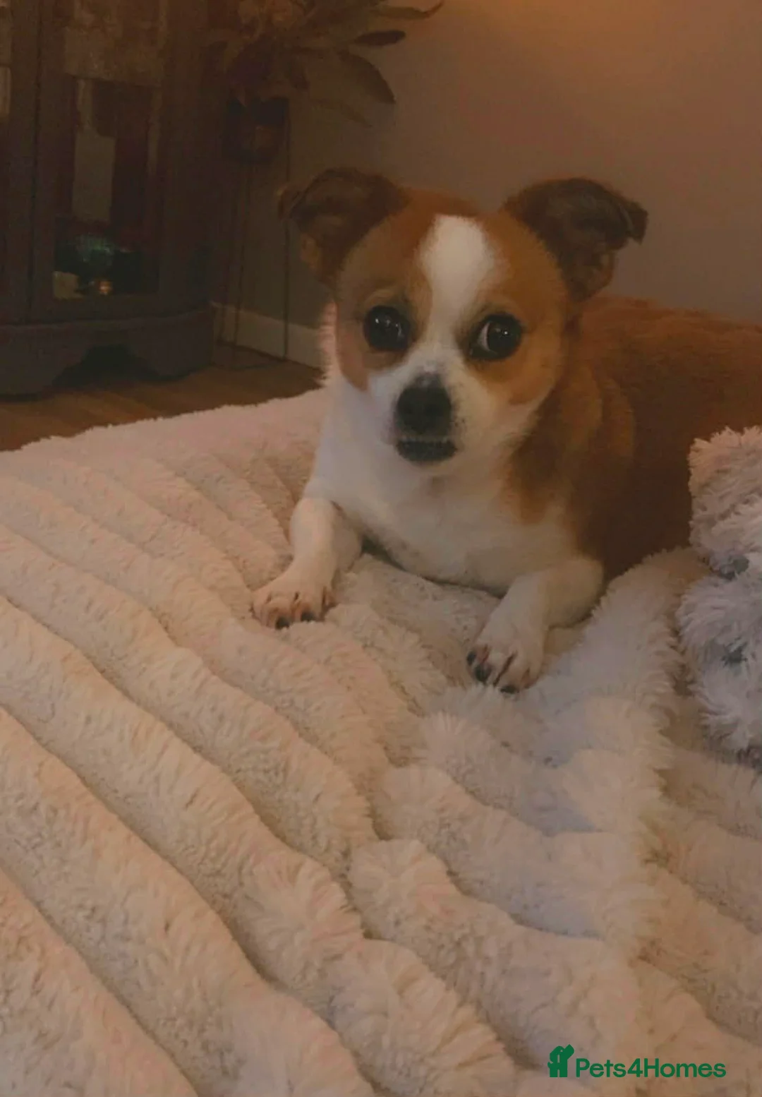 Mixed Breed dogs for adoption: Chiquita aka Tikka  - Advert 2