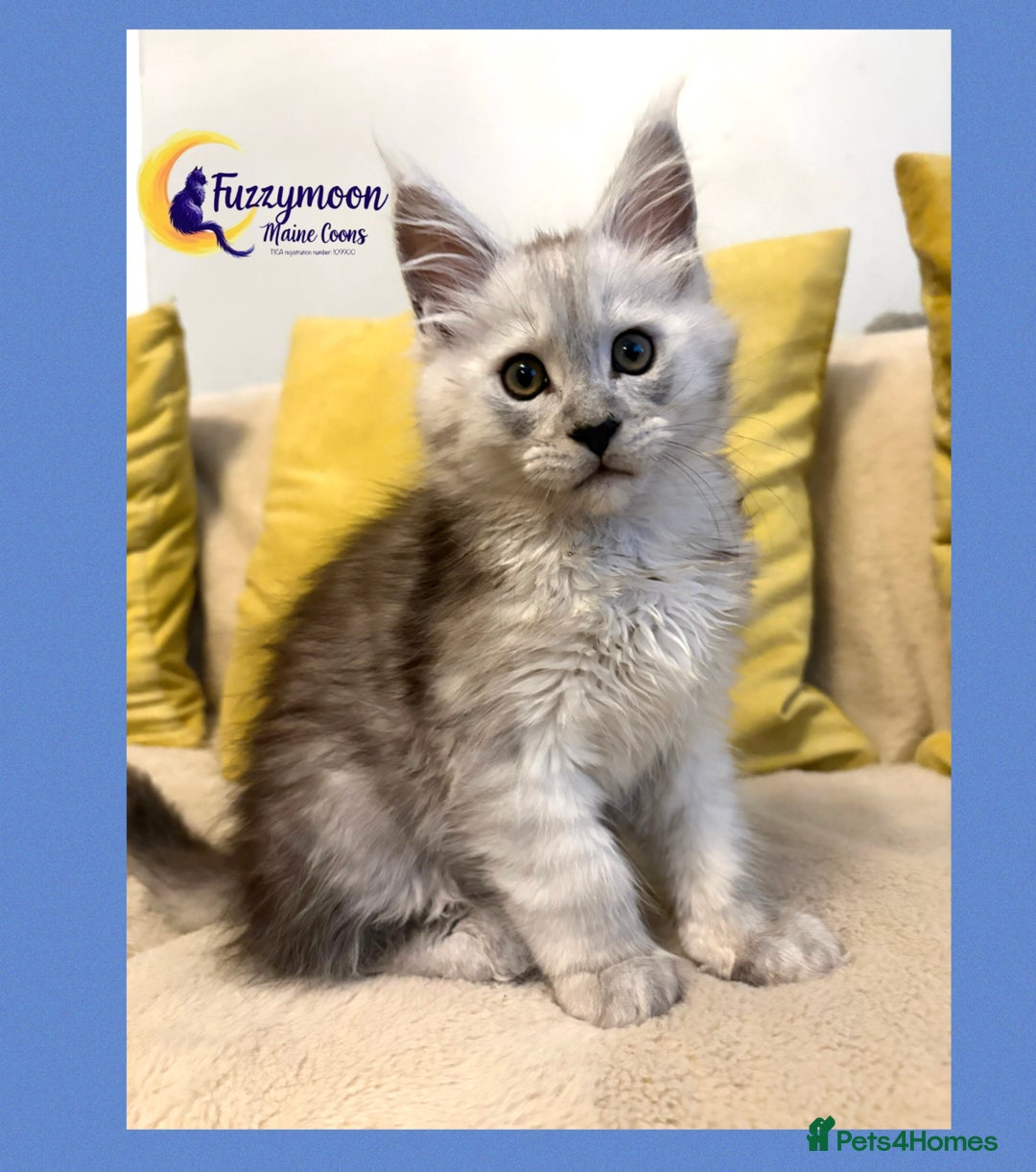 Maine Coon cats for sale: Gorgeous Shaded Pedigree Maine Coon Kittens - Advert 16