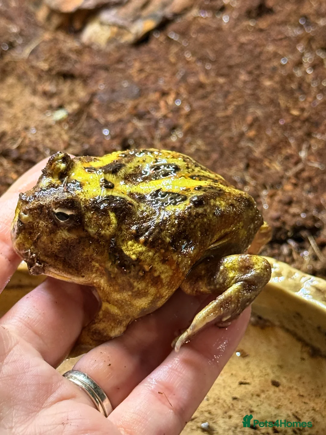 Frog reptiles for sale: Pac-Man and set up for sale  - Advert 4