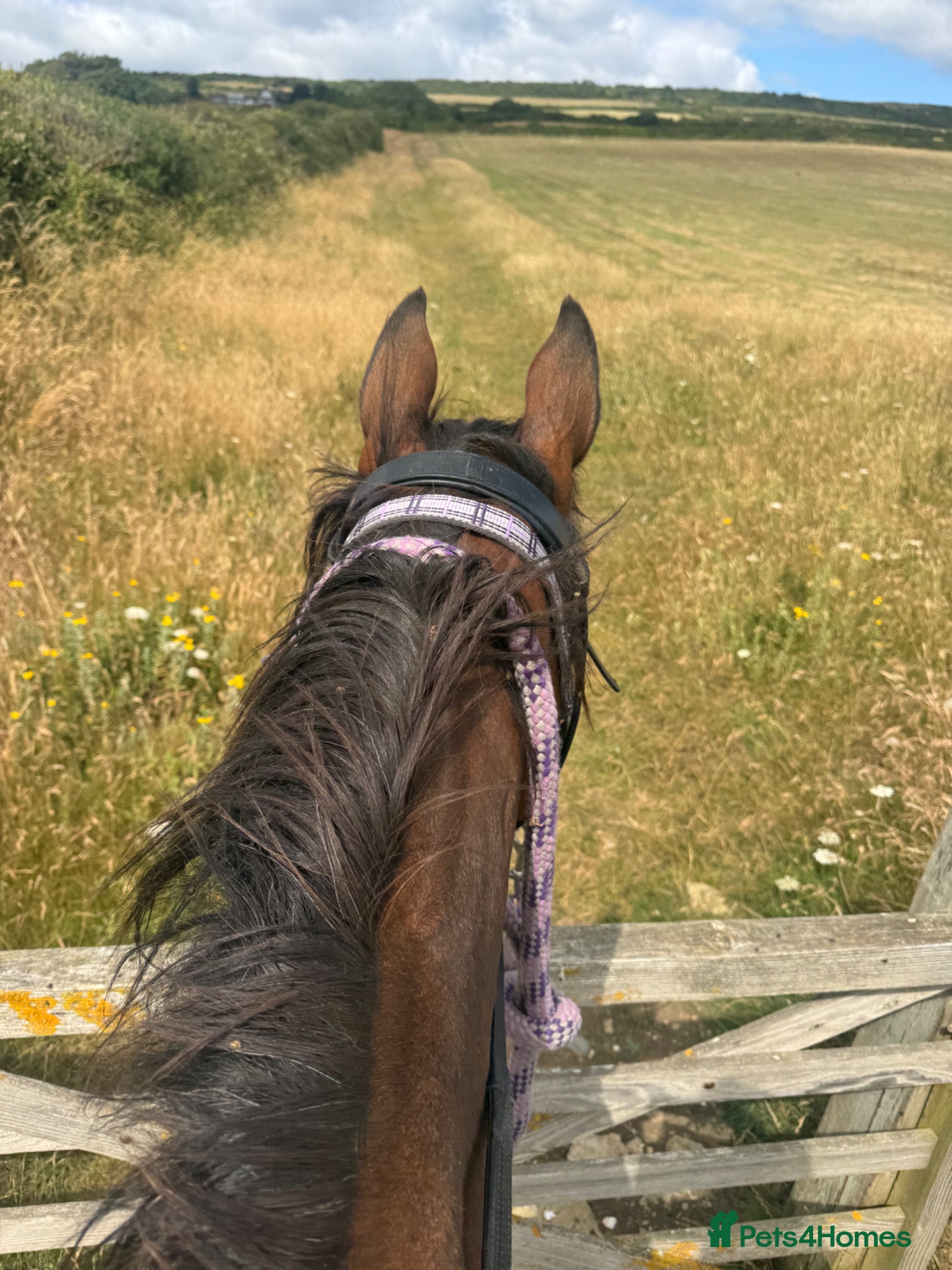 English Thoroughbred horses for sale: Project in Dorchester - Advert 3