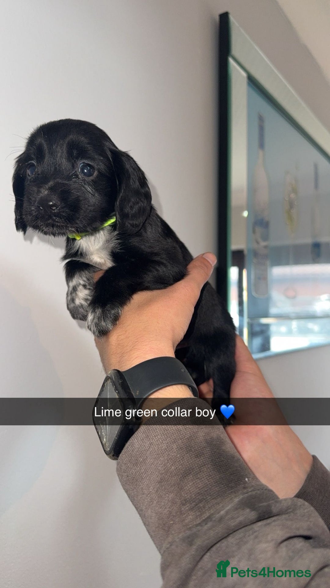 Cocker Spaniel dogs for sale: Cocker spaniel puppies  - Image 6