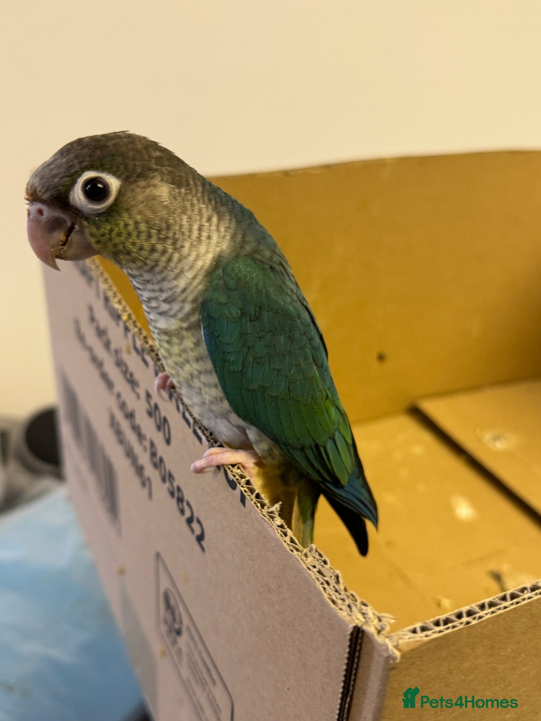 Lorikeets birds for sale: Hand fed baby conures for sale rare breed - Image 7
