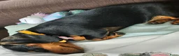 Miniature Dachshund dogs for sale: Miniature Dachshund for sale - Advert 1