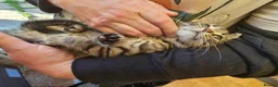 Mixed Breed cats for sale: KITTENS FOR SALE READY TO LEAVE NOW - Advert 3