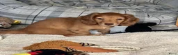Miniature Dachshund dogs for sale: Shaded red longhaired boy and girl - Advert 11