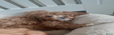 Cavapoo 2