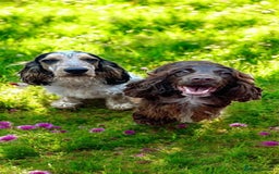 Cocker Spaniel dogs for sale: Cocker Spaniel Boy Puppy - Image 9