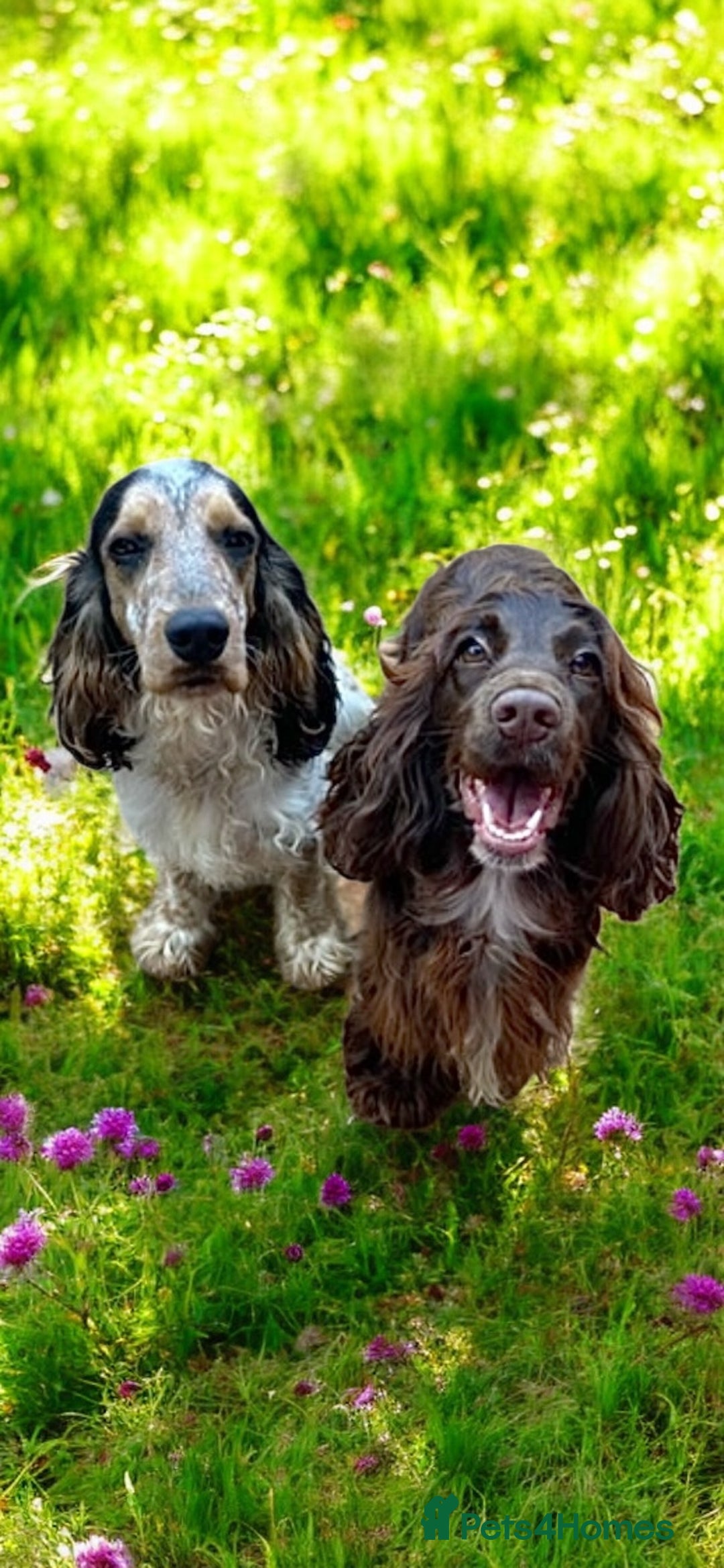 Cocker Spaniel dogs for sale: Cocker Spaniel Boy Puppy - Image 9