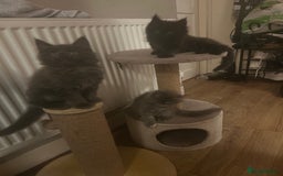 Maine Coon cats for sale: 5 beautiful maine coones  - Image 12