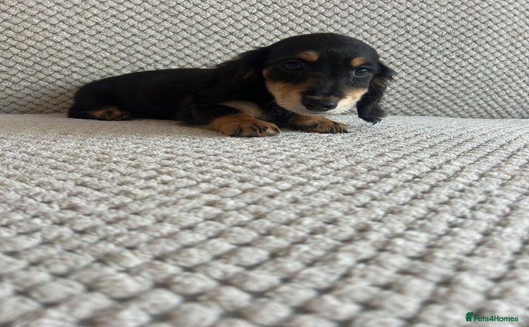 Miniature Dachshund dogs - Advert 7