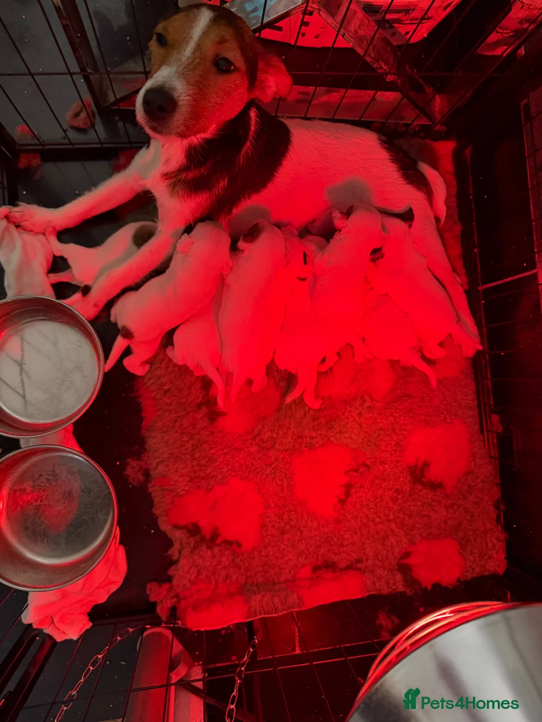 Jack Russell dogs for sale: Jack Russell puppies  in Southminster - Advert 3