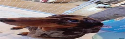 Dachshund dogs for sale: Minature dacshund pups in Northwich - Advert 3