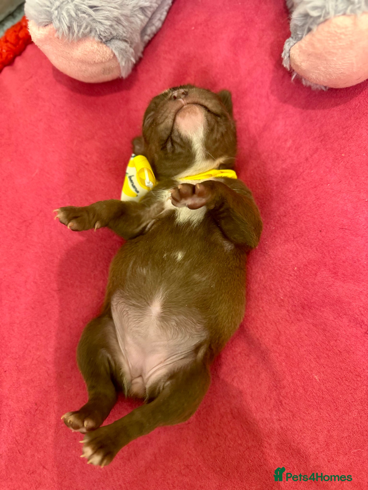 Boston Terrier dogs Boston Terrier pups  - Advert 1