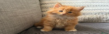 Maine Coon Kitten 1
