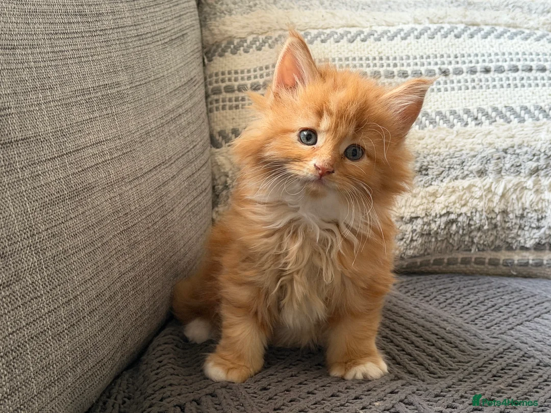 Maine Coon cats for sale: Beautiful half Maine coon kittens available.  in Bristol - Advert 15