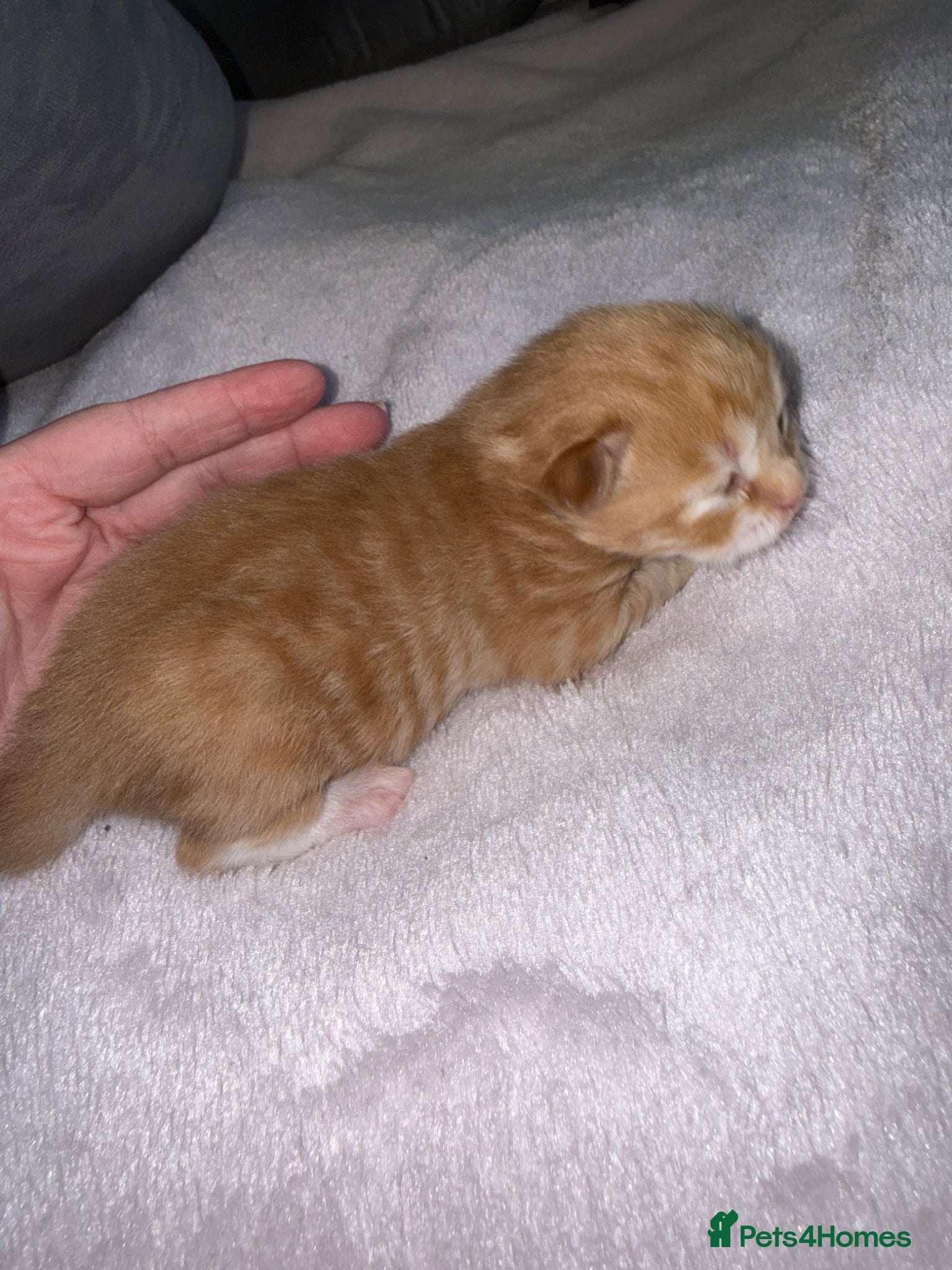 British Shorthair cats Beautiful ginger kitten  - Advert 2