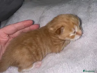 British Shorthair cats Beautiful ginger kitten - Advert 2