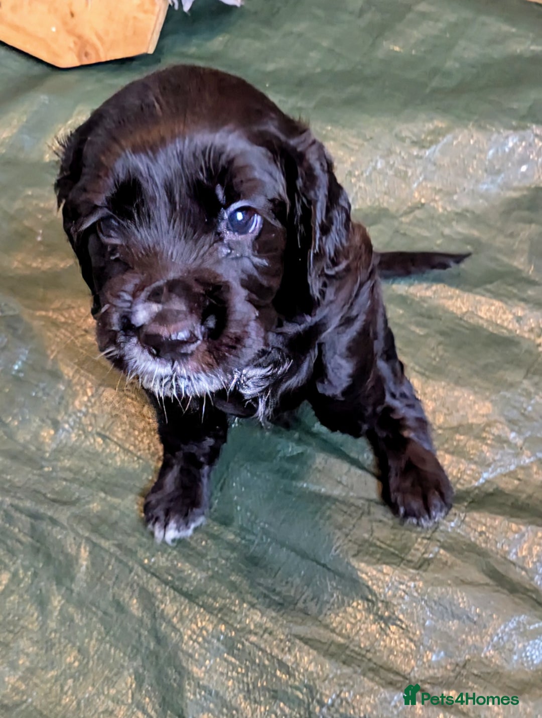 Cocker Spaniel dogs for sale: Beautiful Cocker Spaniel Puppies  - Image 7