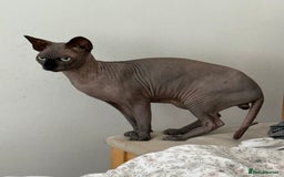 Sphynx cats for stud: TICA Registered Active Canadian Sphynx is for STUD - Image 2