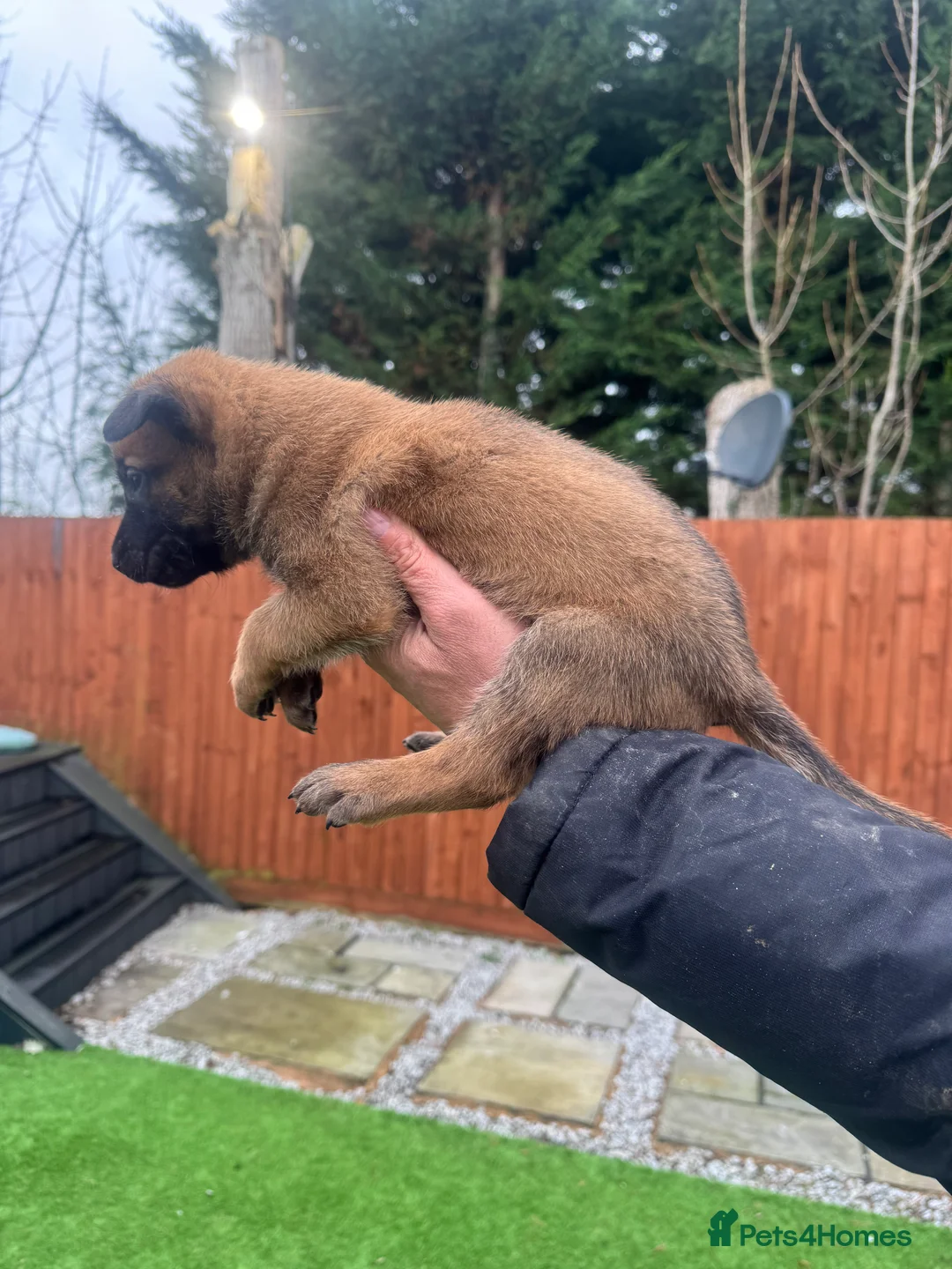 Belgian Shepherd Dog dogs for sale: Belgian Malinois Puppies - Advert 20