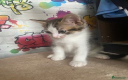 British Shorthair cats for sale: Caramel, Pumpkin, Susan - Image 4