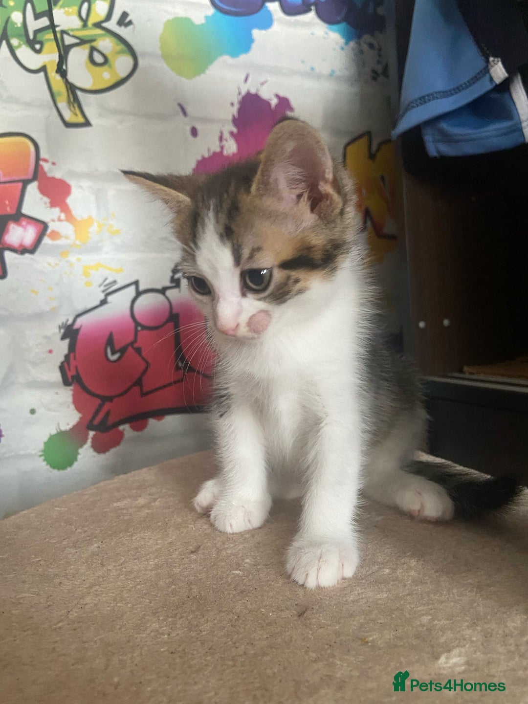 British Shorthair cats for sale: Caramel, Pumpkin, Susan - Image 4