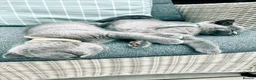 British Shorthair cats for sale: Last 2 Boys Blue British Shorthair Kittens - Advert 9